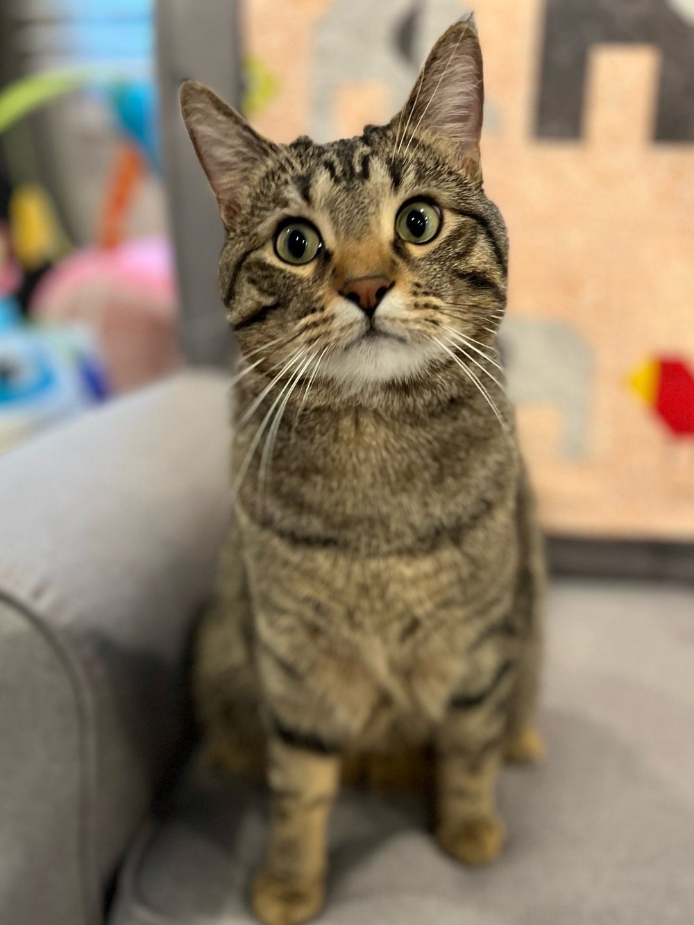 adoptable Cat in Inver Grove Heights, MN named Charles