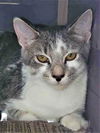 adoptable Cat in  named April