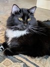 adoptable Cat in  named Sky