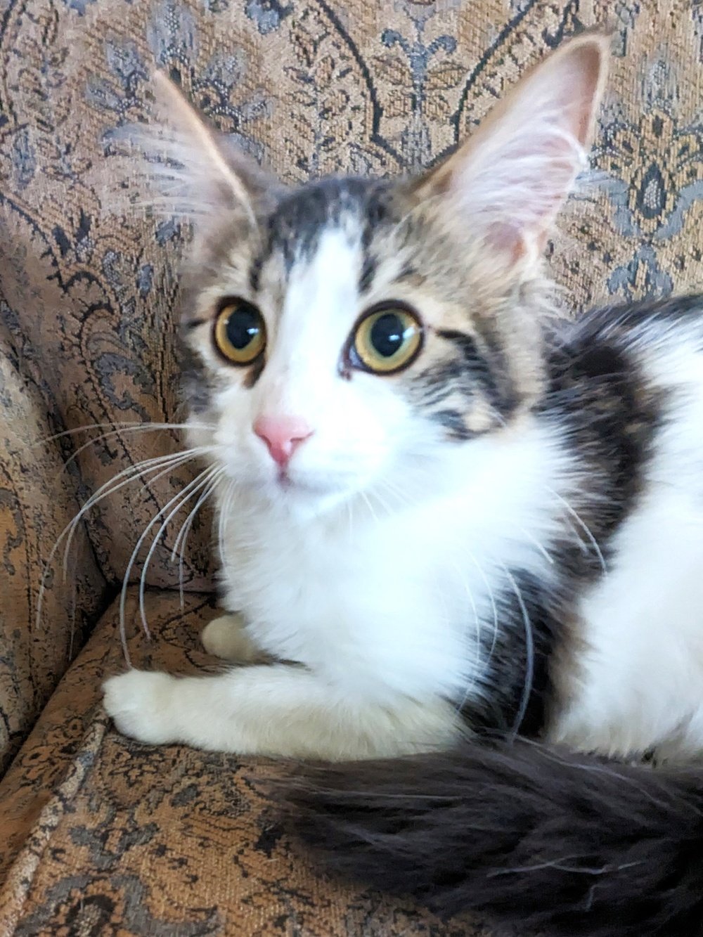 adoptable Cat in Inver Grove Heights, MN named Emmy