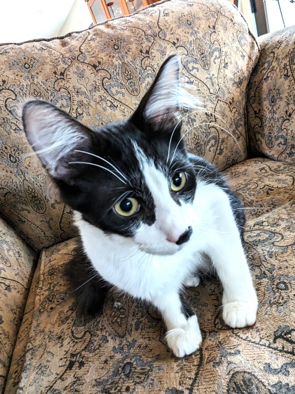 adoptable Cat in Inver Grove Heights, MN named Oscar