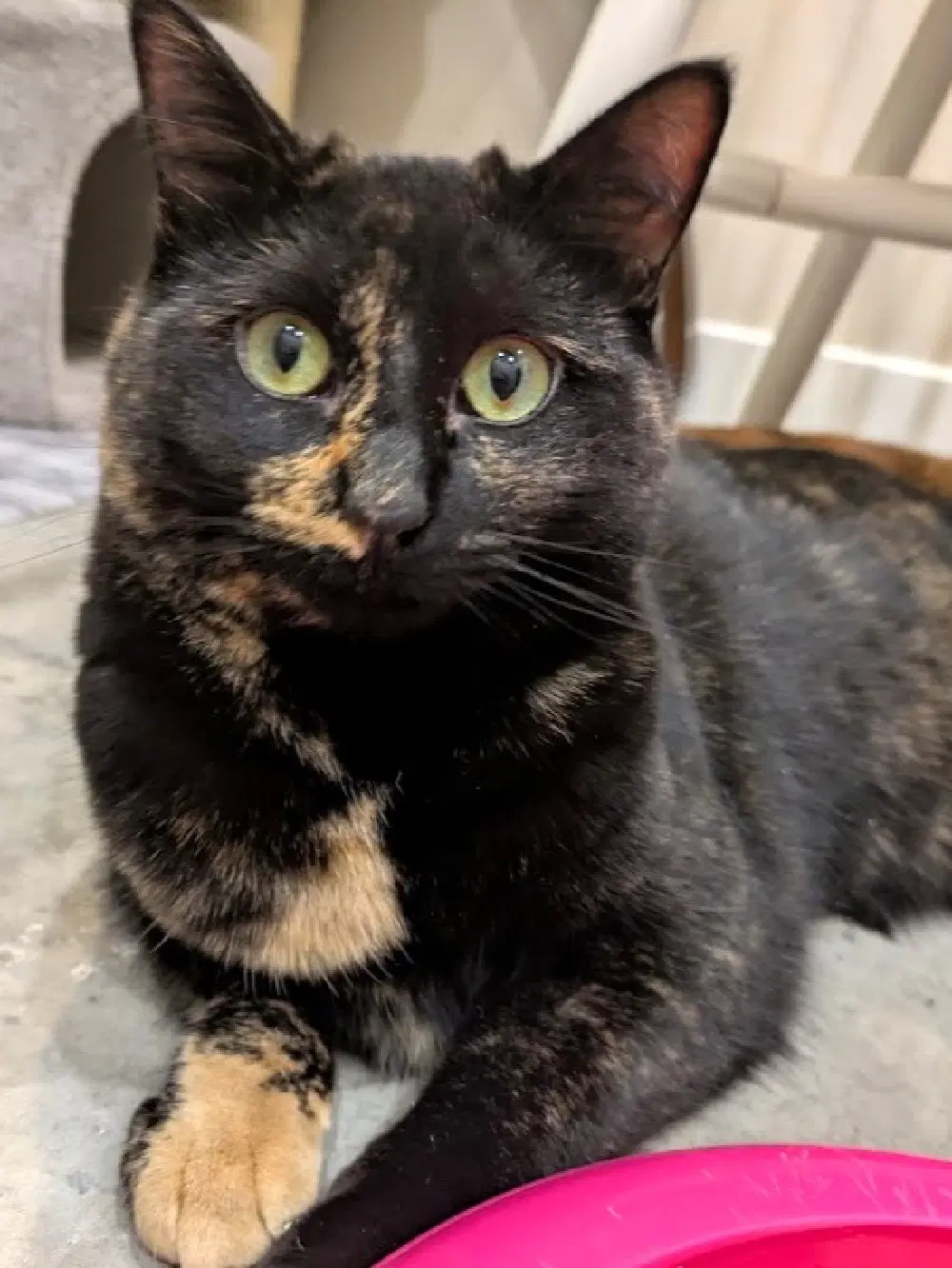 Minnie - Domestic Short Hair