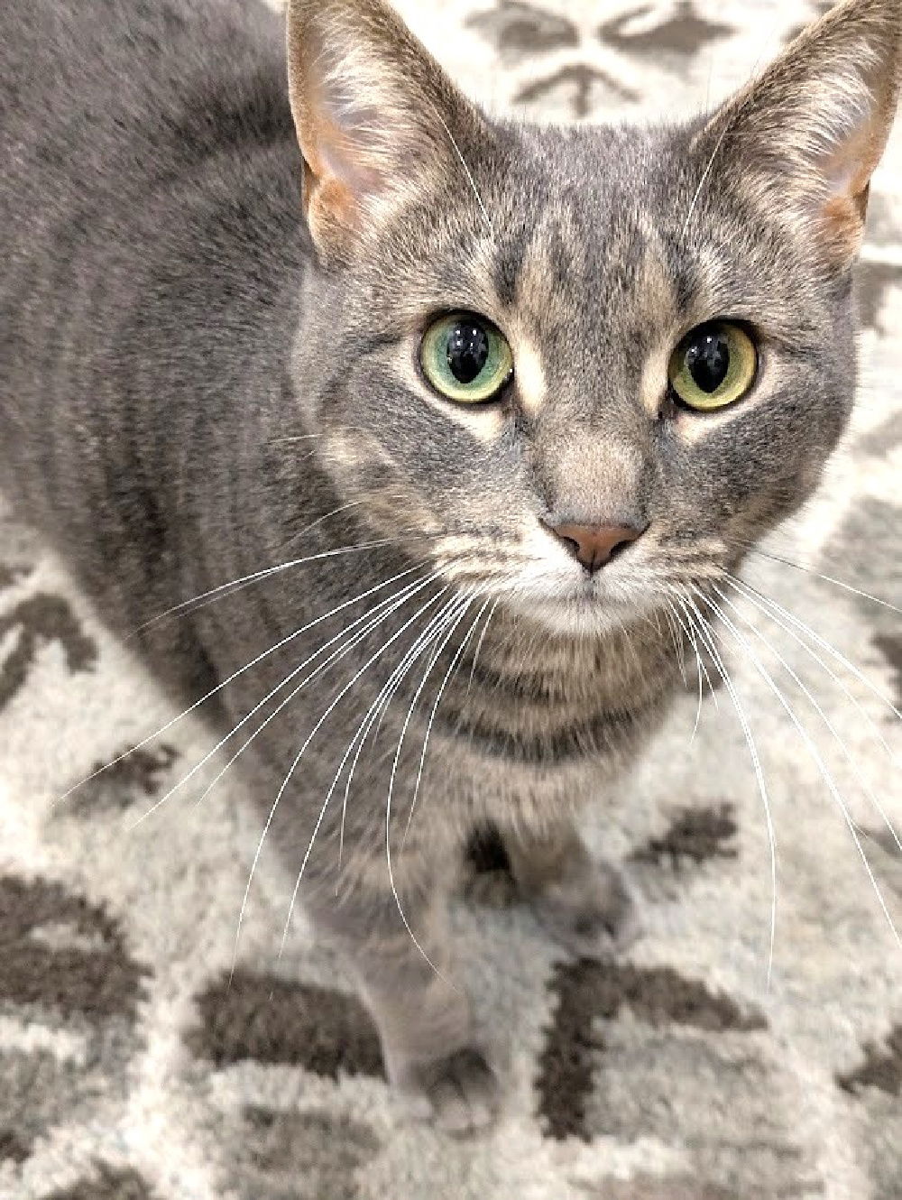 adoptable Cat in Inver Grove Heights, MN named Lila