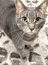 adoptable Cat in , MN named Lila