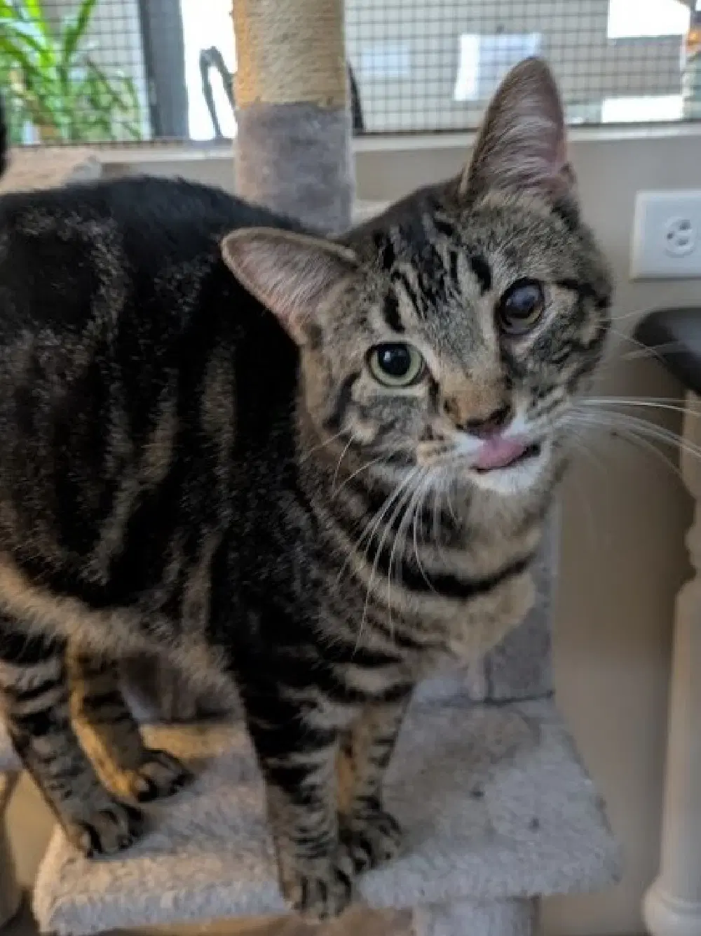 Patty - Domestic Short Hair