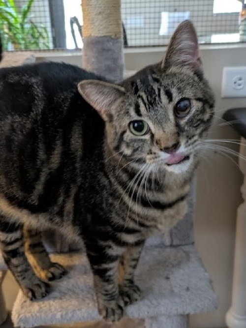 picture of the cat needing adoption