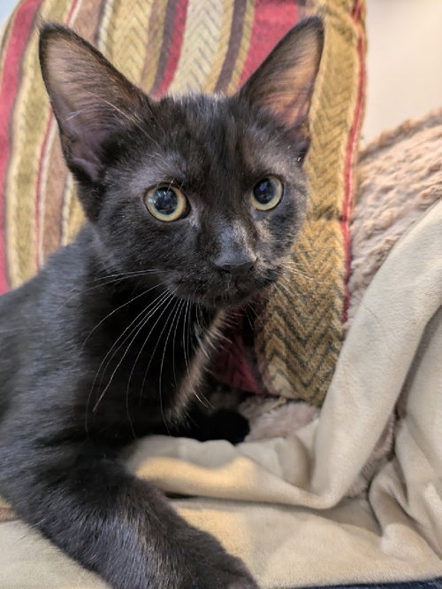 picture of the cat needing adoption