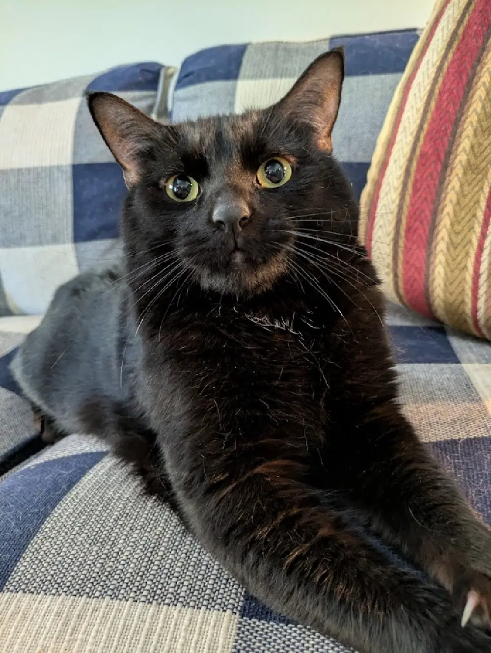 Howard - Domestic Short Hair