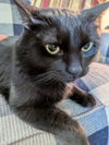 Howard, a Domestic Short Hair / Mixed (short coat)