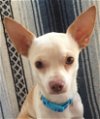 adoptable Dog in tomball, TX named Duke