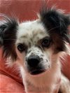 adoptable Dog in tomball, TX named Becky