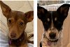adoptable Dog in tomball, TX named Timmy & Joey - BONDED BROTHERS