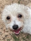 adoptable Dog in tomball, TX named Roxie