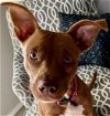 adoptable Dog in tomball, TX named Gypsy June