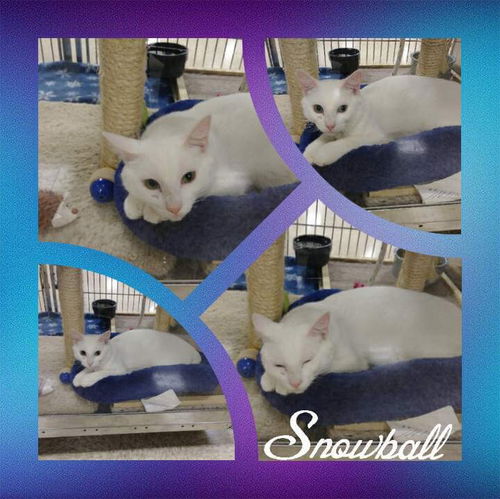 Snowball