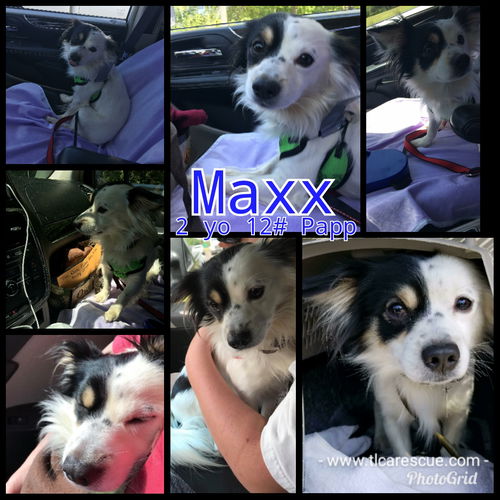 Maxx