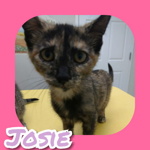 Josie