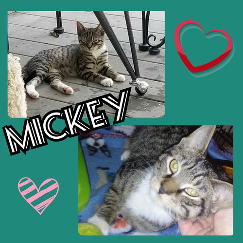 Mickey