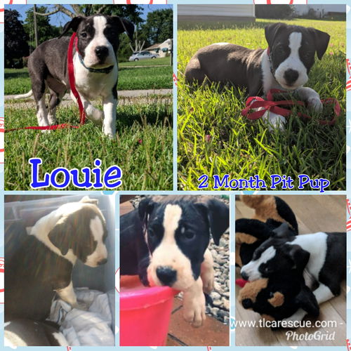 Louie