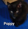 Poppy