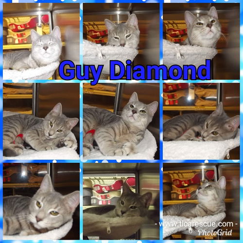 Guy Diamond