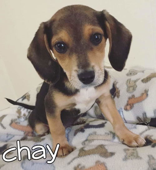 Chay