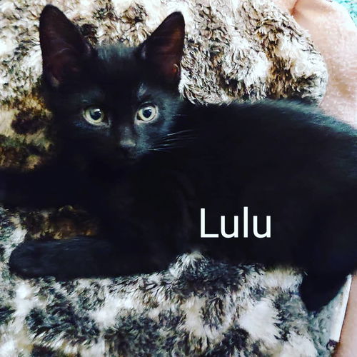 LuLu