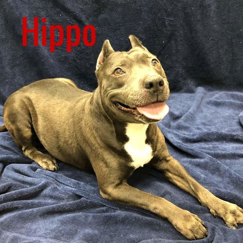 Hippo