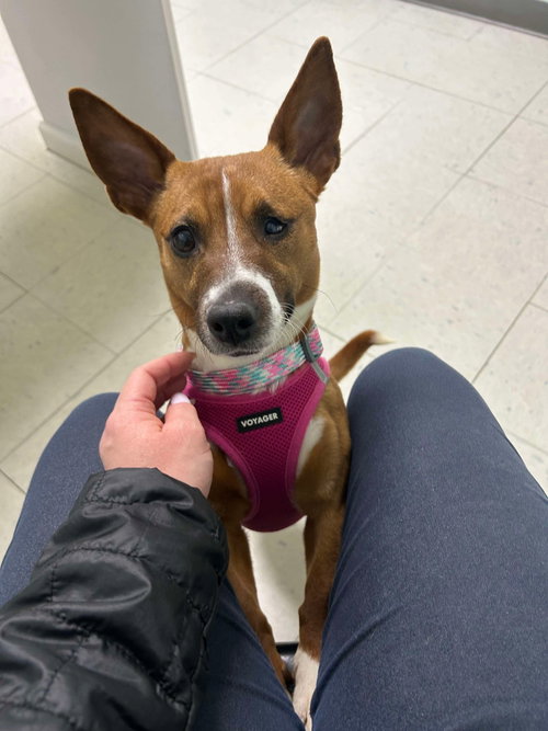 Cresse, an adoptable Chihuahua in Cape May, NJ