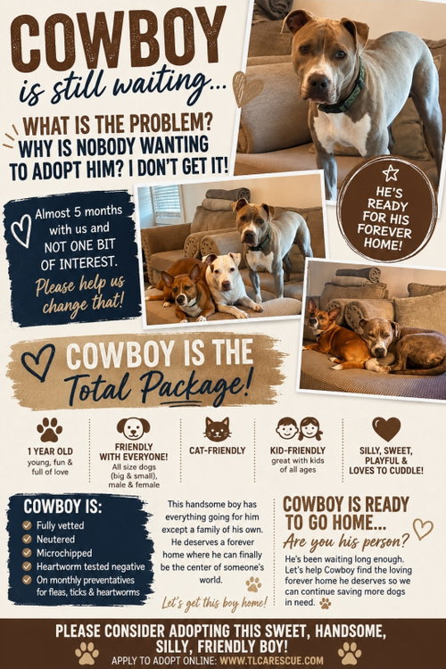 Cowboy, an adoptable Pit Bull Terrier in Cape May, NJ