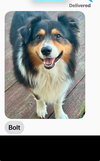 Bolt