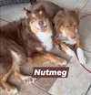 Nutmeg
