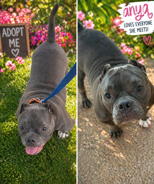 Anya, an adoptable American Bulldog in Cape May, NJ