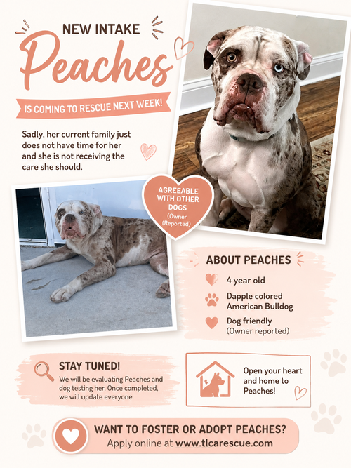 Peaches, an adoptable American Bulldog in Cape May, NJ