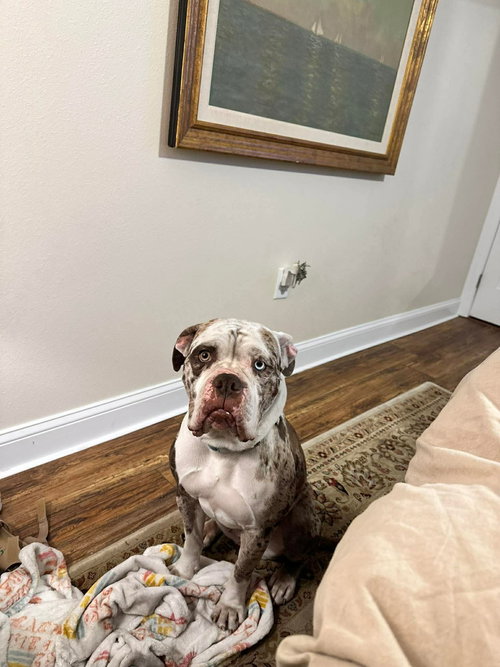 Paisley, an adoptable American Bulldog in Cape May, NJ
