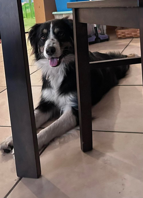 Nella, an adoptable Australian Shepherd in Cape May, NJ