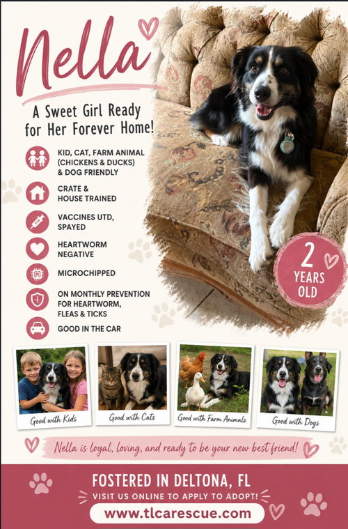Nella, an adoptable Australian Shepherd in Cape May, NJ