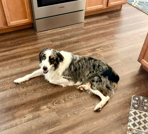 River, an adoptable Australian Shepherd in Cape May, NJ