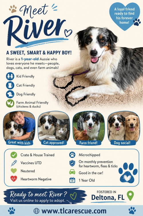River, an adoptable Australian Shepherd in Cape May, NJ