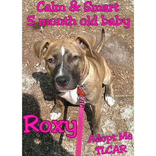 Roxy