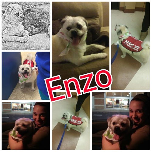 Enzo