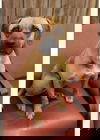 Penny