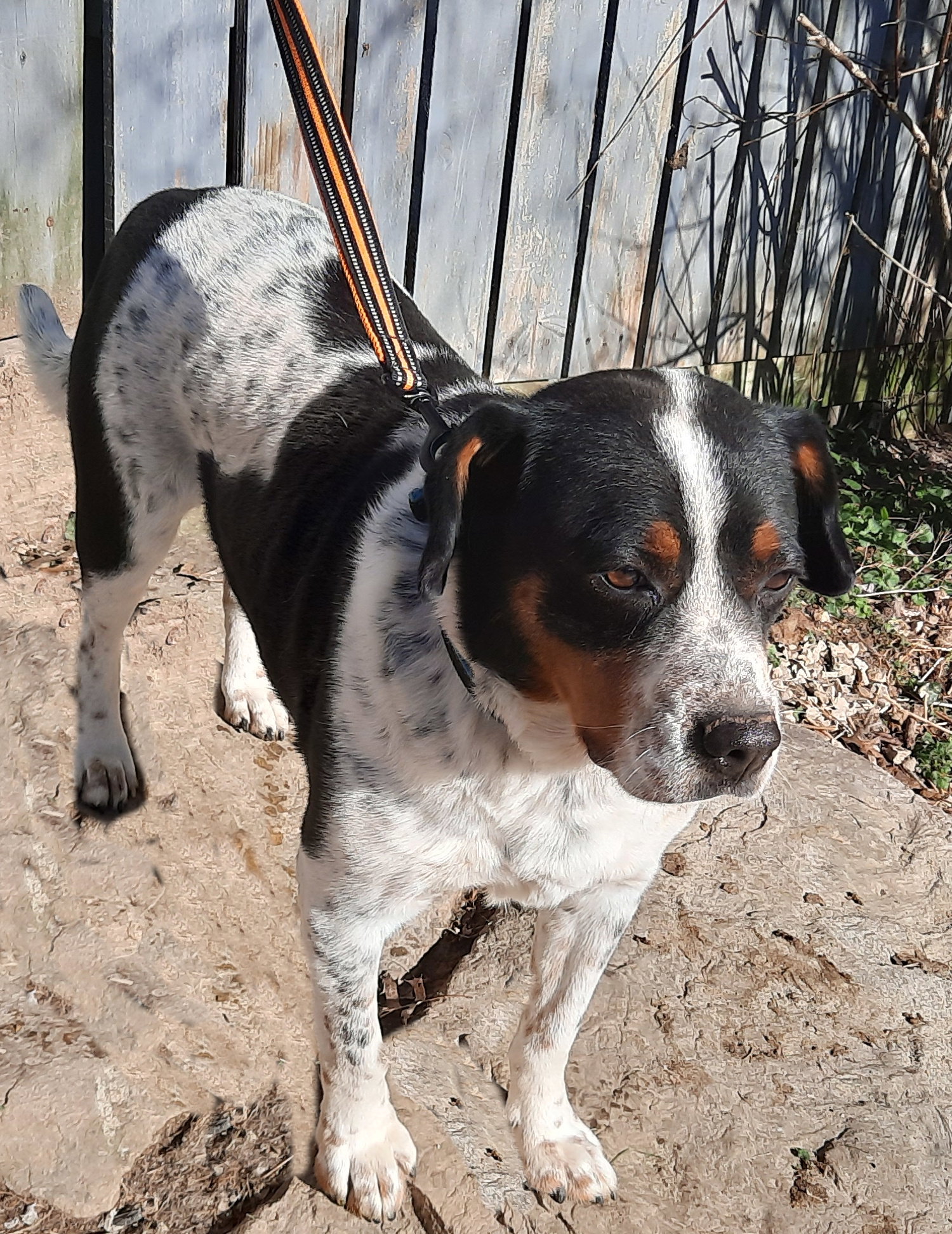 Dog for Adoption Petey, a Basset Hound in Zanesville, OH Alpha Paw