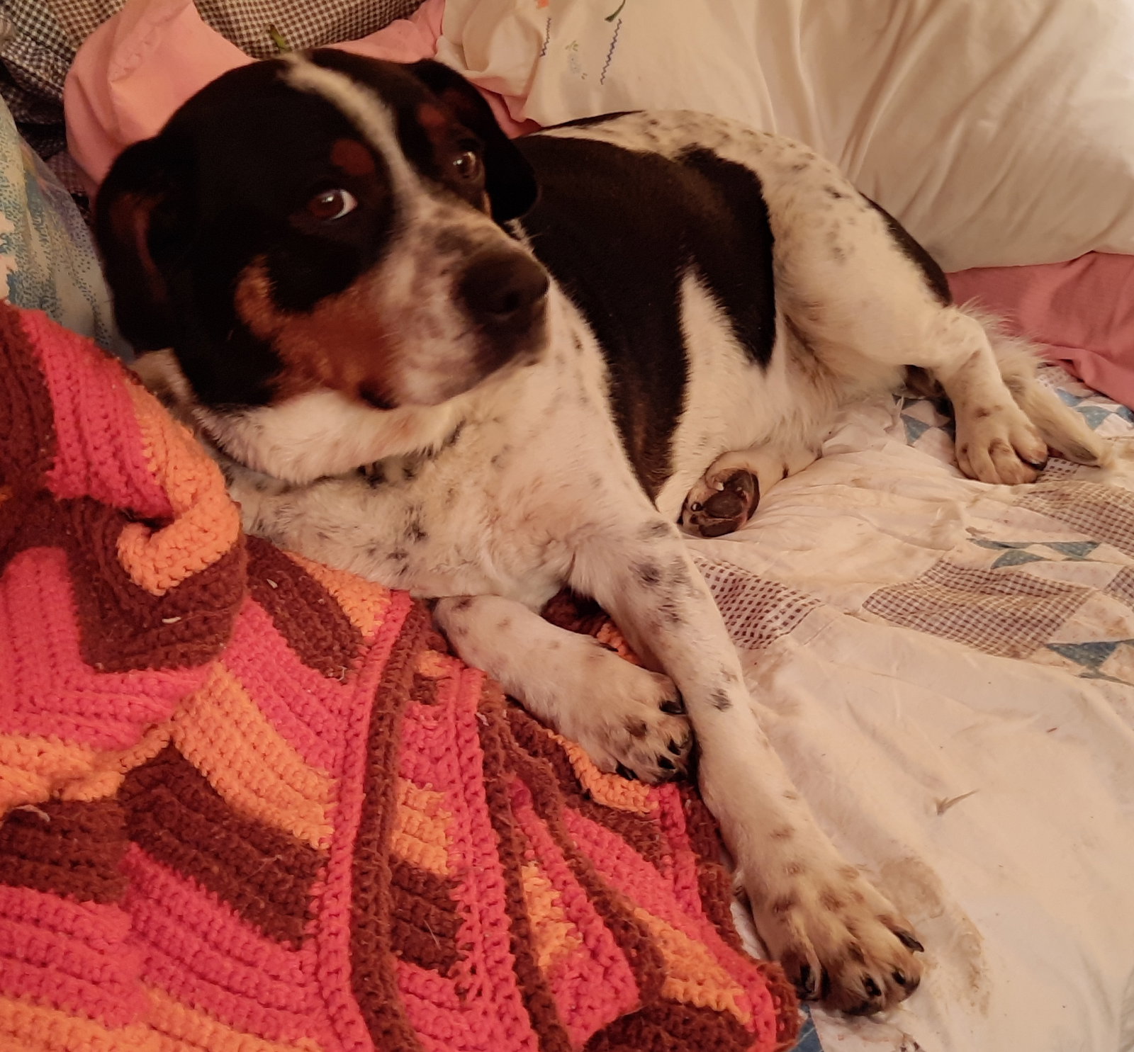 Dog for Adoption Petey, a Basset Hound in Zanesville, OH Alpha Paw