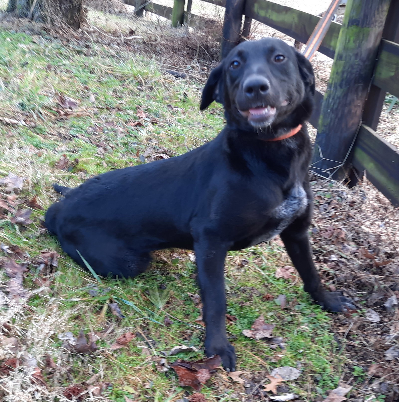 Dog for Adoption Abby, a Black Labrador Retriever in Woodsfield, OH