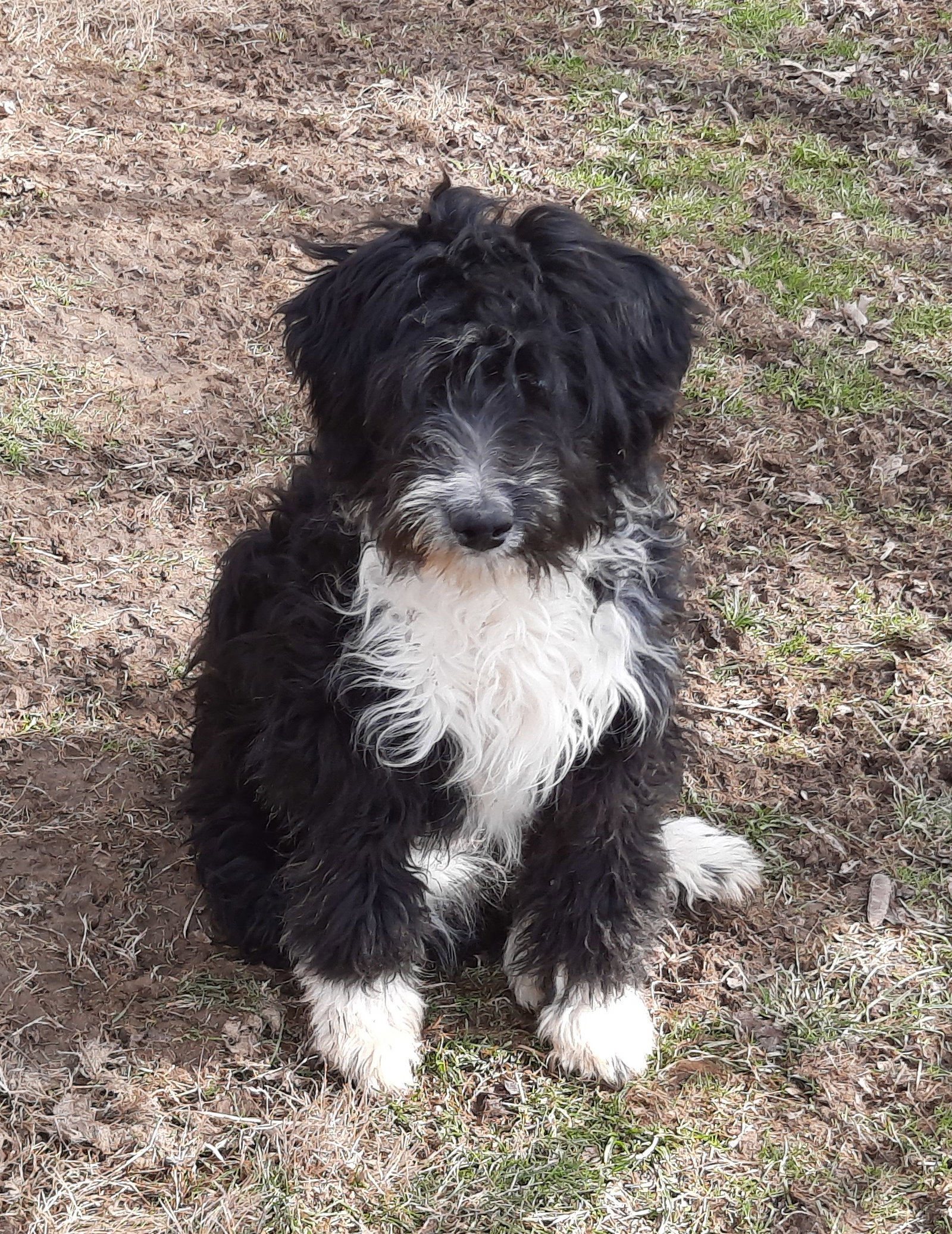 Dog for Adoption Charmin, a Australian Shepherd in Zanesville, OH