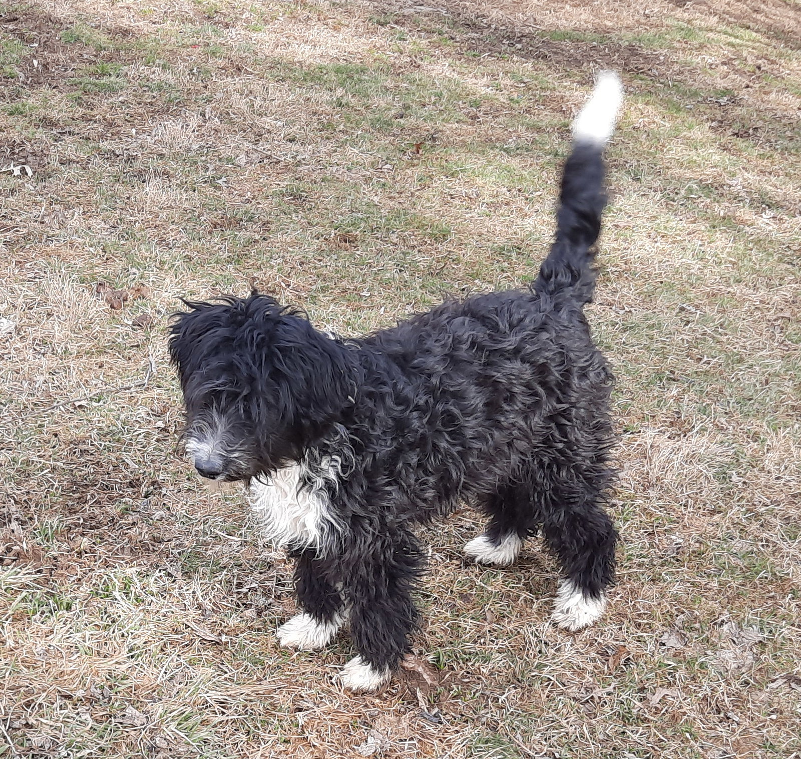 Dog for Adoption Charmin, a Australian Shepherd in Zanesville, OH