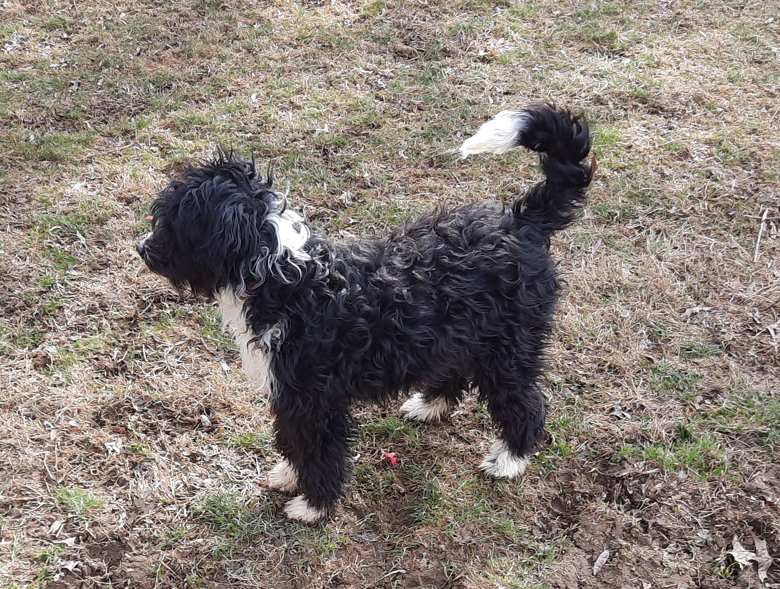 Dog for Adoption Charmin, a Australian Shepherd in Zanesville, OH