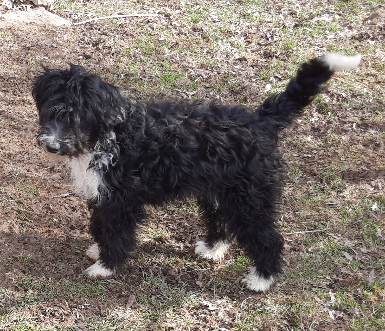 Dog for Adoption Charmin, a Australian Shepherd in Zanesville, OH