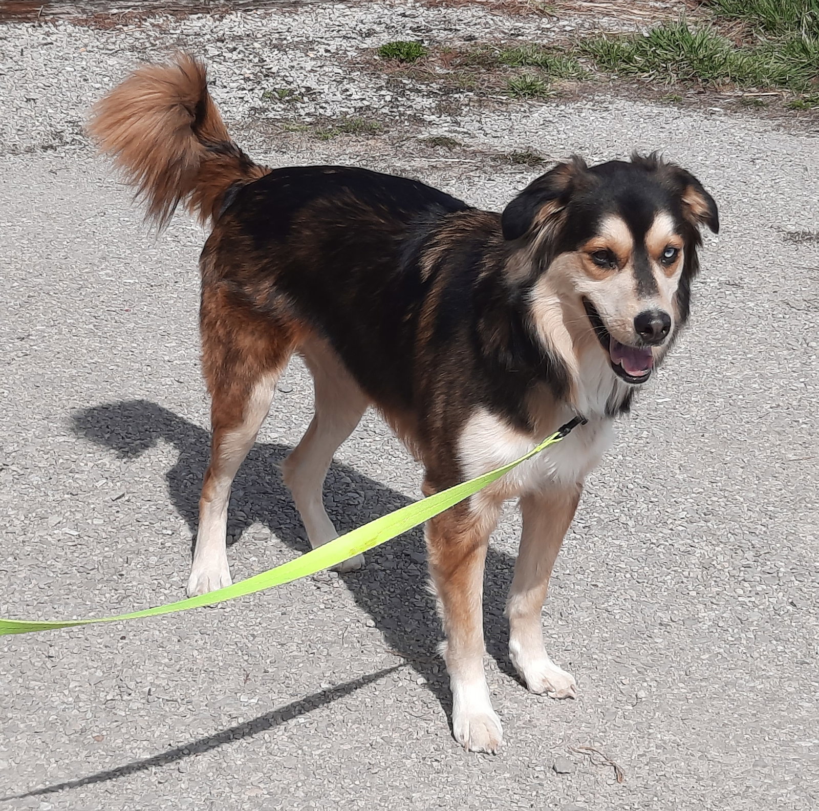 Dog for Adoption Macy, a Australian Shepherd in Zanesville, OH